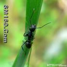 ant extract(sales5 at lgberry dot com dot cn )