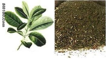 Yerba Mate Extract(sales5 at lgberry dot com dot cn )