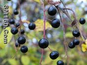 Prunus padus Extract(sales5 at lgberry dot com dot cn )