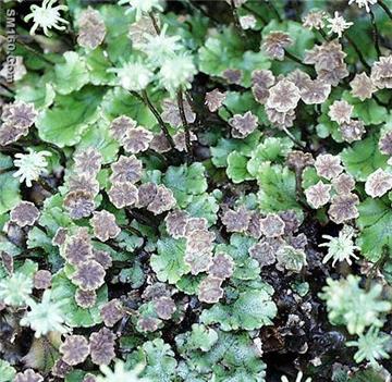 Marchantia Polymorpha P.E.(sales5 at lgberry dot com dot cn )