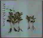 Schisandra Extract(sales5 at lgberry dot com dot cn )