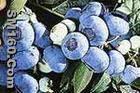blueberry anthocyanin(sales5 at lgberry dot com dot cn ) 