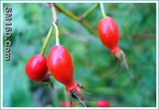 iqf wild rose hip(sales5 at lgberry dot com dot cn )