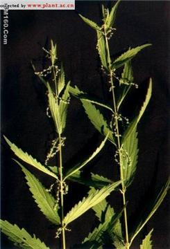 Nettle root extract(3,4-divanillyltetrahydrofuran)