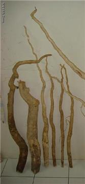 Tongkat Ali  Extract