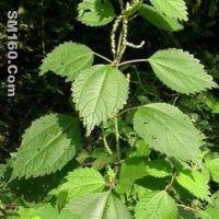 6, 7-dihydroxybergamotin (sales25 at lgberry dot com dot cn) 