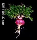 Male Sexual Enhancer raw material--Maca