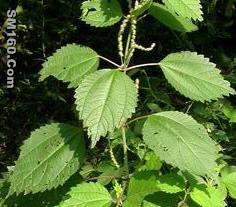 6, 7-dihydroxybergamottin