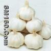normal white garlic