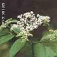 Elderberry extract