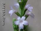 Verbena officinalis L. Extract