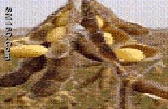 Soybean Extract Isoflavones 10%,40%,60%