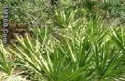 Saw Palmetto Extract (Plant Extract) 25%,45% Total Fatty Acid