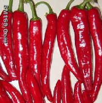 Sell Capsicum annuum extract(Capsaicin)