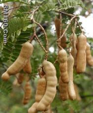 Tamarind seed gum