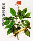 ginseng extract