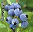 blueberry anthocyanin