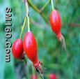 rose hip extract