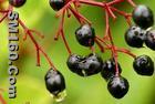 Elderberry extract