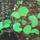 Centella asiatica extract