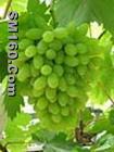 grape seed extract