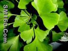 Ginkgo Biloba leaf Extract