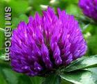 Red Clover extract