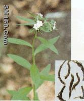 Sell  Lithospermum erythrorhizon extract