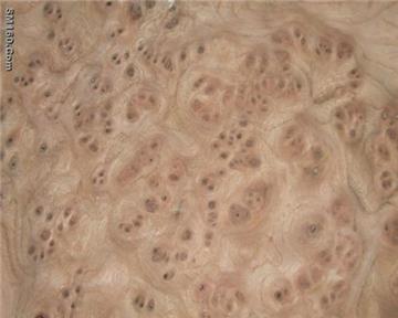 elm burl veneer