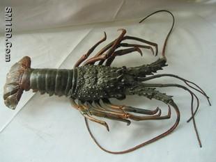 Simulation of large lobsters