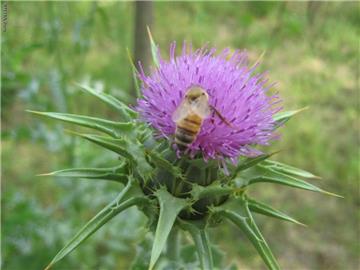 Milk Thistle Extract