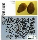 black sesame seed color(sophie@healthynaturalcolor.com) 