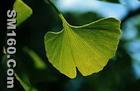  ginkgo biloba leaf extract(sophie@healthynaturalcolor.com)