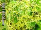  dodder seed extract(sophie@healthynaturalcolor.com)