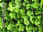 gotu kola extract (sophie@healthynaturalcolor.com)