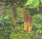  boschniakia rossica extract (sophie@healthynaturalcolor.com)