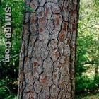   pine bark extract(sophie@healthynaturalcolor.com) 