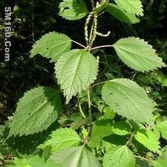 6,7-dihydroxybergamotin 