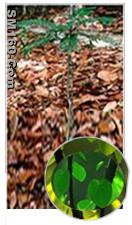 Eurycoma longifolia powder extract