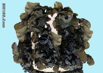 Black Fungus Extract