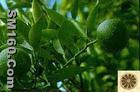 Citrus aurantium L. extract