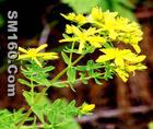 St.Johns Wort Extract