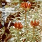 Rhodiola extract