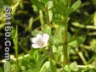 Bacopa monnieri (L.) Wettst. Extract