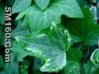 Ivy extract