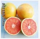 Grapefruit Extract