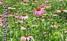 Echinacea Herb extract