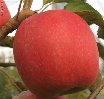 Red Apple Fruit