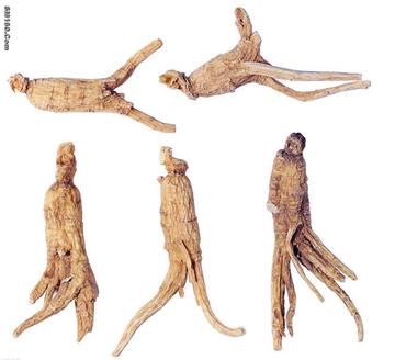 Angelica/Dong Quai Extract