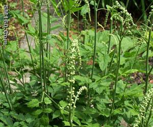 Black Cohosh Extract